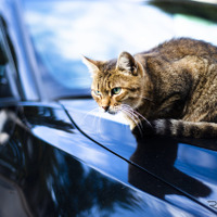 急増「猫がエンジンルームに」トラブル、1月の18倍…JAF調べ 画像