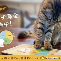 猫パンチで募金だ!!…イエローハットが猫の交通安全を守るキャンペーン