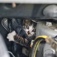 エンジンルームの意外な罠！「猫ばんばん」の正しいやり方 画像