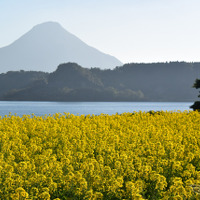 【ドライブコース探訪】“イッシー”の池田湖で、冬の菜の花を楽しむ 画像