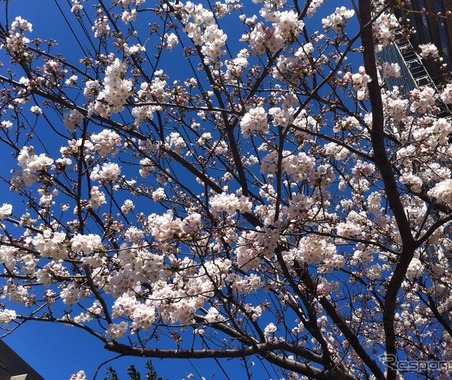 桜の季節到来!! ナビタイムがお花見特集を公開…開花状況を毎日更新 画像