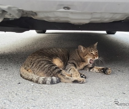 意外ニャ！ 6月に急増、猫のエンジンルーム侵入…要注意 画像