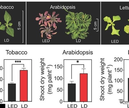 スタンレー電気と東大、赤色レーザーダイオードのLED超える植物成長効果を実証…世界初 画像