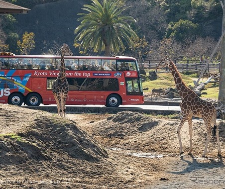 アドベンチャーワールド、オープントップバスで巡るサファリツアー開催…3月28日から4日間限定 画像