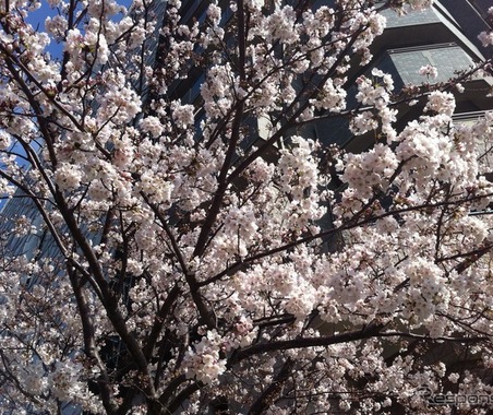 【クルマでお花見】都内の桜の名所を満喫！ 「江戸さくら巡りお花見タクシー」という楽しみ方もアリ！ 画像