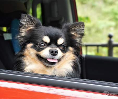 愛犬家の車選び、何を重要視する？---広さと安全性 画像