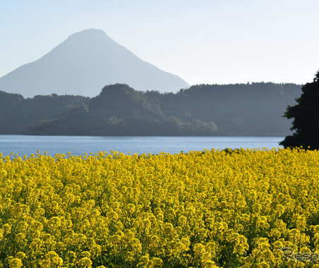 【ドライブコース探訪】“イッシー”の池田湖で、冬の菜の花を楽しむ 画像