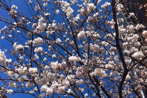 桜の季節到来!! ナビタイムがお花見特集を公開…開花状況を毎日更新 画像