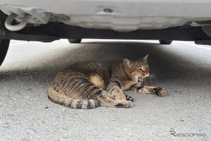 意外ニャ! 6月に急増、猫のエンジンルーム侵入…要注意 画像