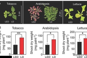 スタンレー電気と東大、赤色レーザーダイオードのLED超える植物成長効果を実証…世界初 画像