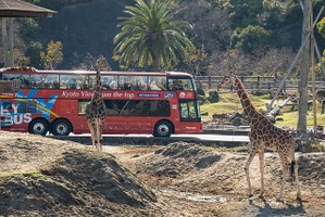 アドベンチャーワールド、オープントップバスで巡るサファリツアー開催…3月28日から4日間限定 画像