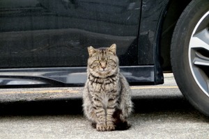 猫の命と愛車を守る、乗車前に「猫バンバン」のススメ 画像