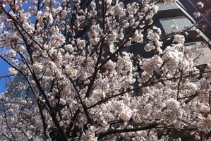 【クルマでお花見】都内の桜の名所を満喫！ 「江戸さくら巡りお花見タクシー」という楽しみ方もアリ！ 画像