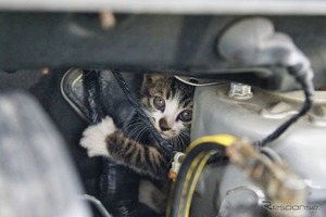 エンジンルームの意外な罠！「猫ばんばん」の正しいやり方 画像